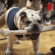 Những chú chó (Phần 2) - Dogs (Season 2) (2021)